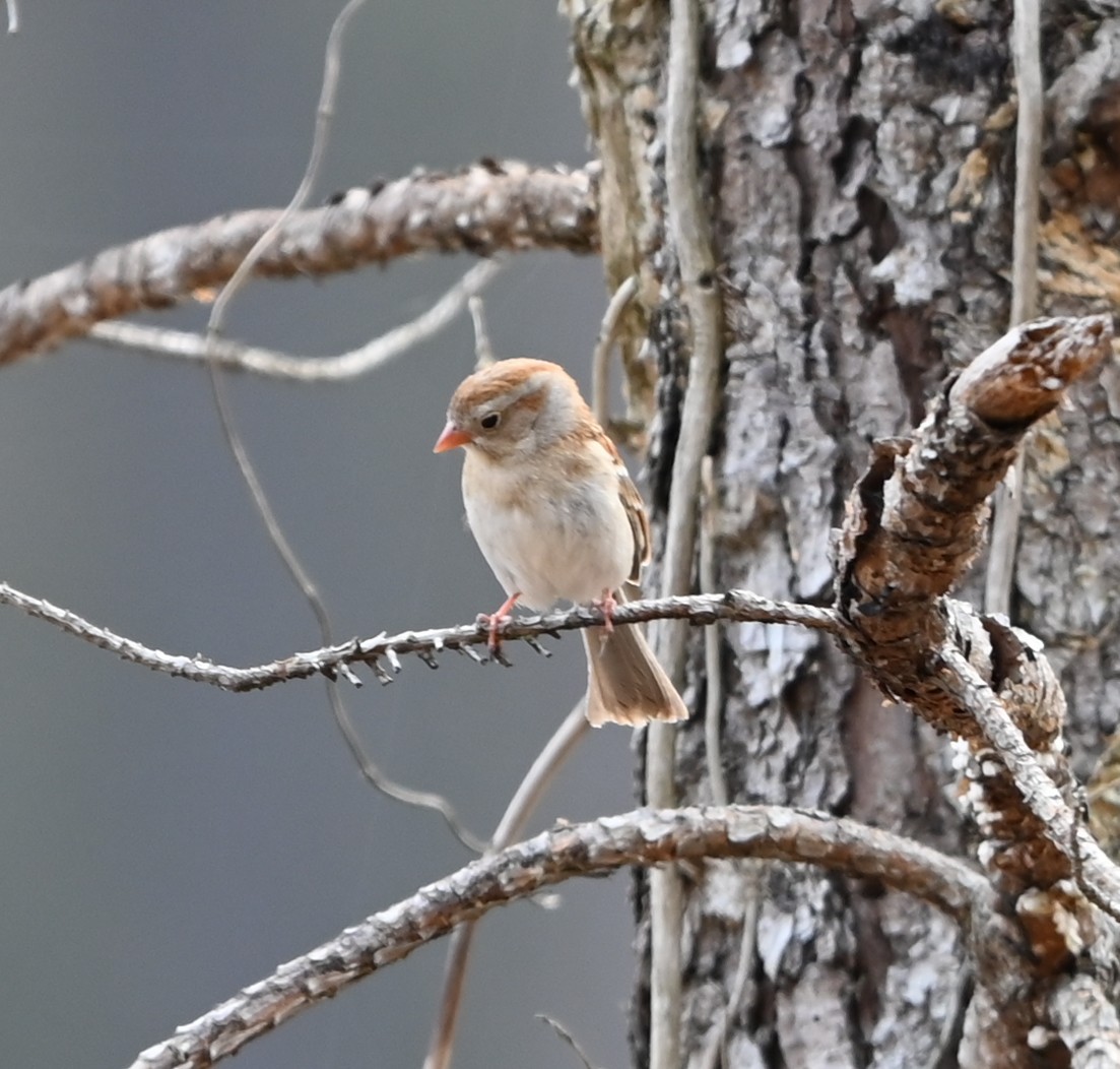Field Sparrow - ML632088248