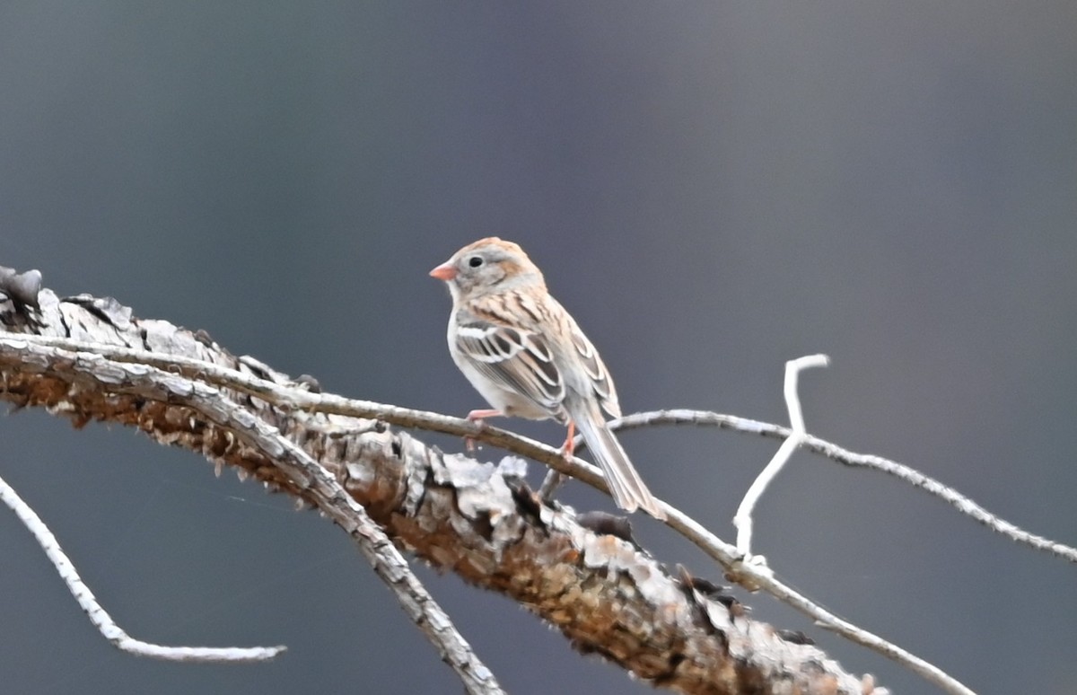 Field Sparrow - ML632088252