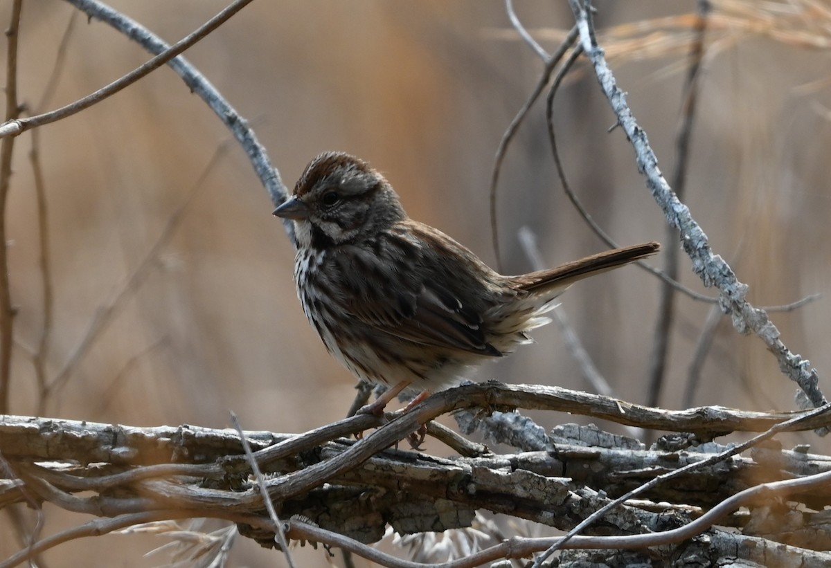 Song Sparrow - ML632088268