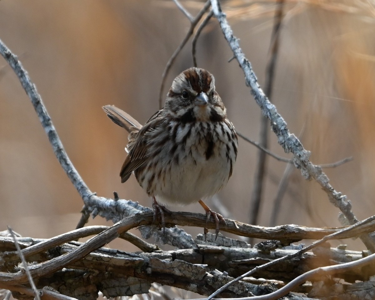 Song Sparrow - ML632088287