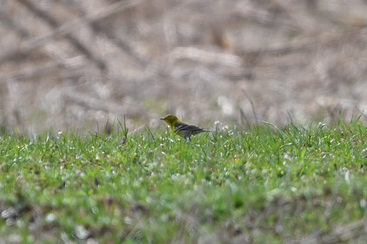 Pine Warbler - ML632088344