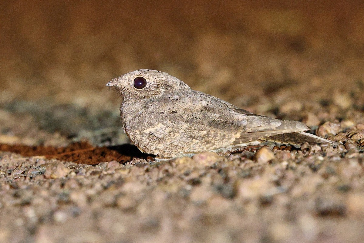 Plain Nightjar - ML632088457