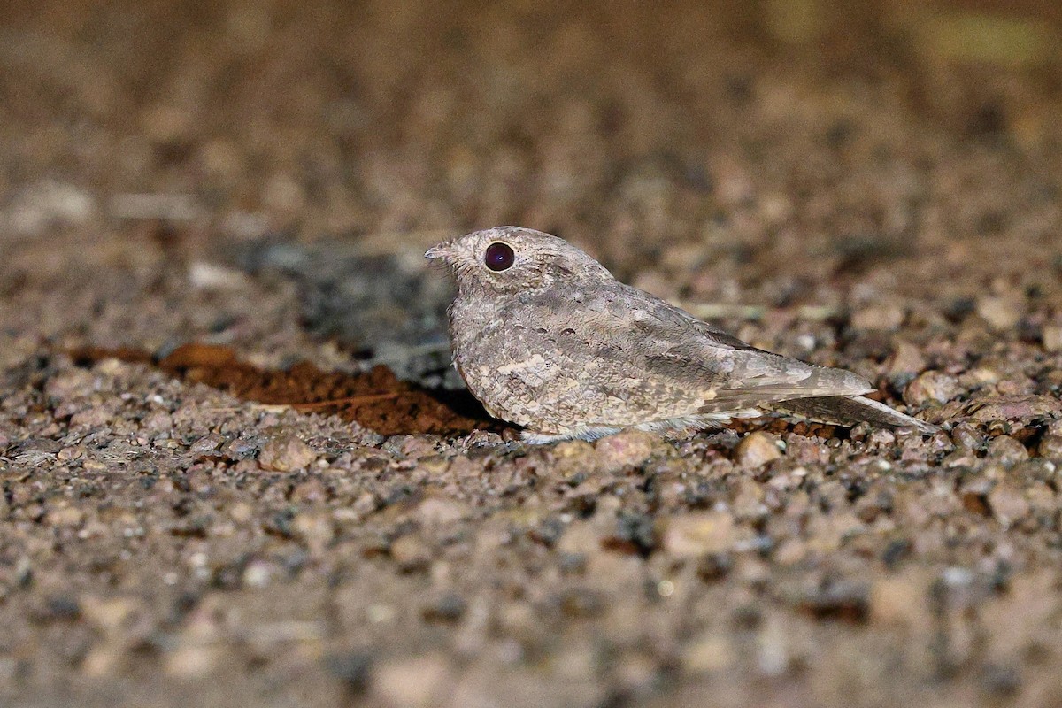 Plain Nightjar - ML632088458