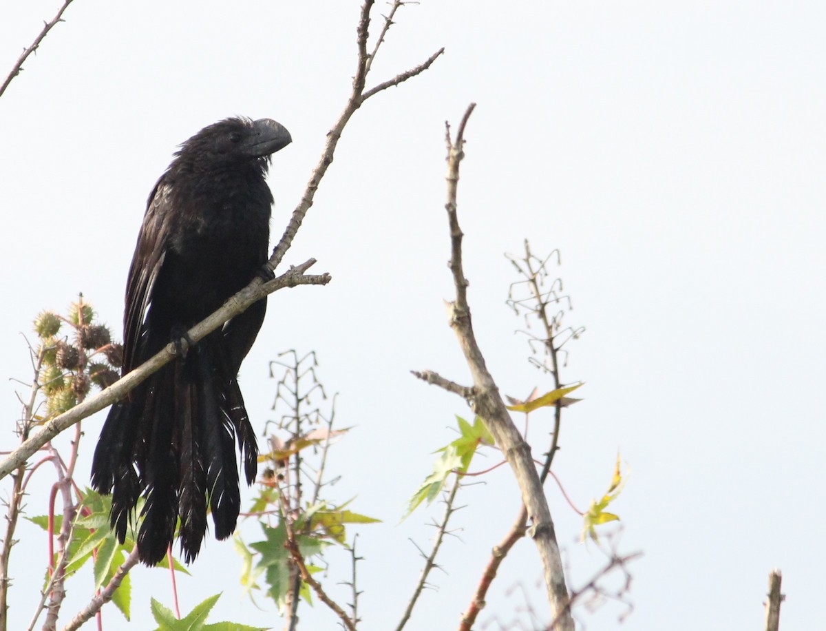 Smooth-billed Ani - ML632088489