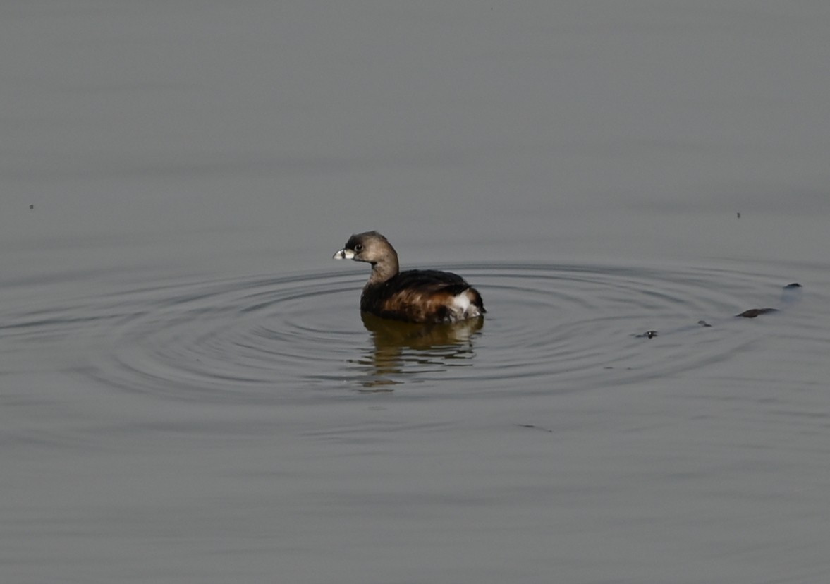 Pied-billed Grebe - ML632088493