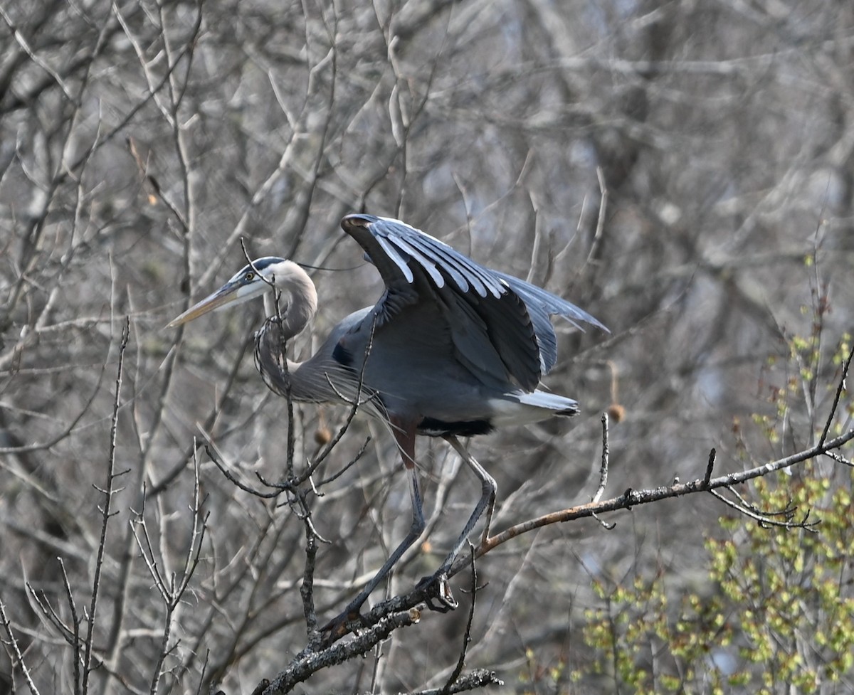 Great Blue Heron - ML632088526