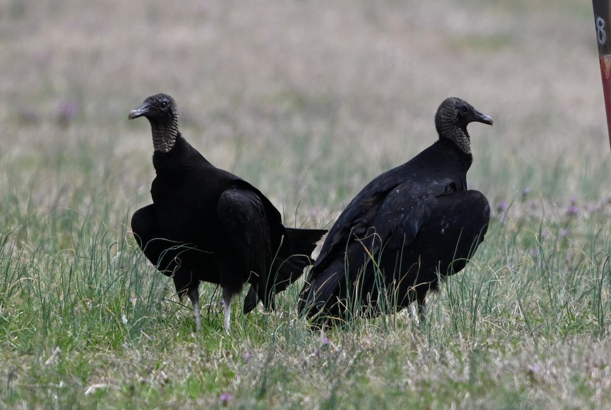 Black Vulture - ML632088541