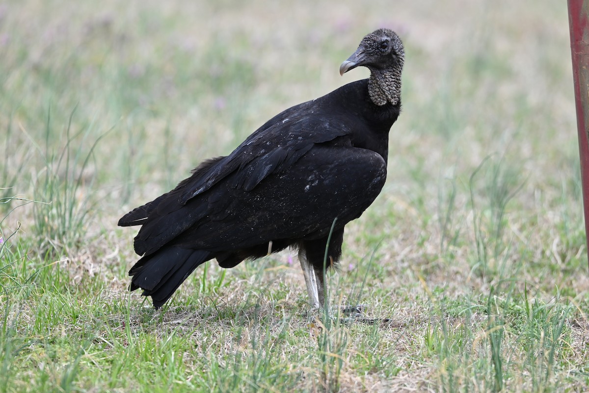 Black Vulture - ML632088550