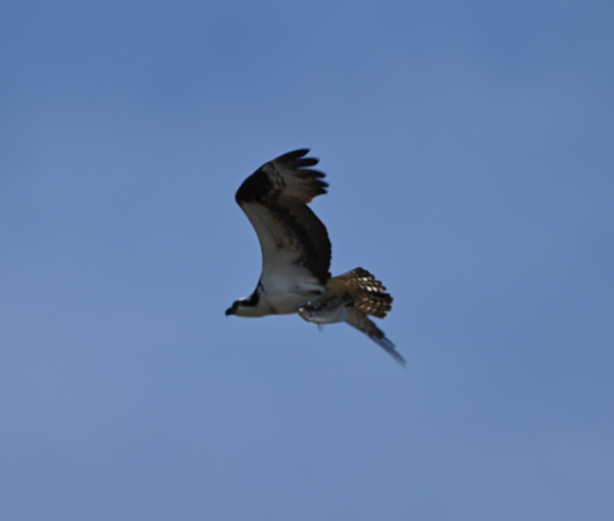 Osprey - ML632088571