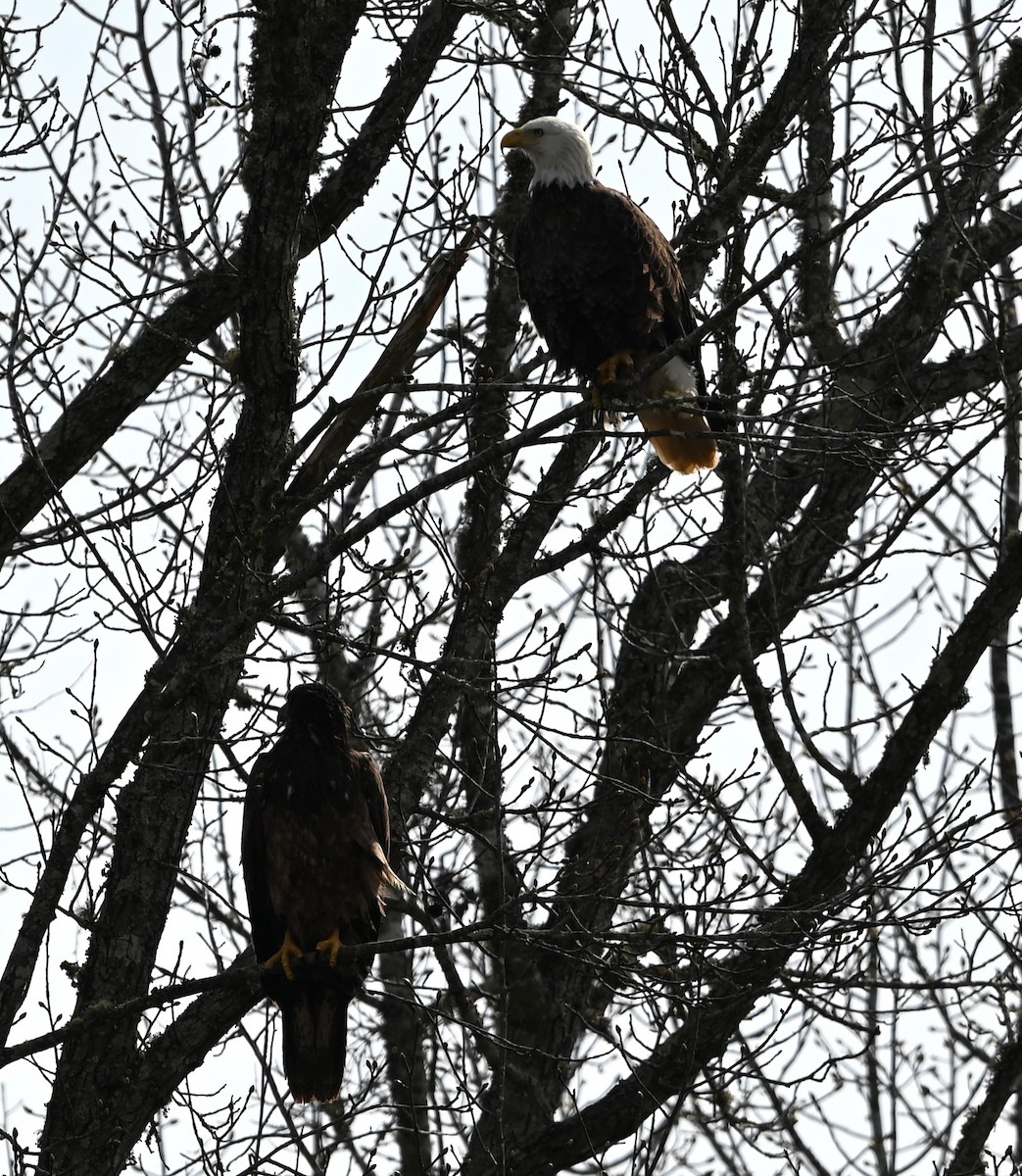 Bald Eagle - ML632088576