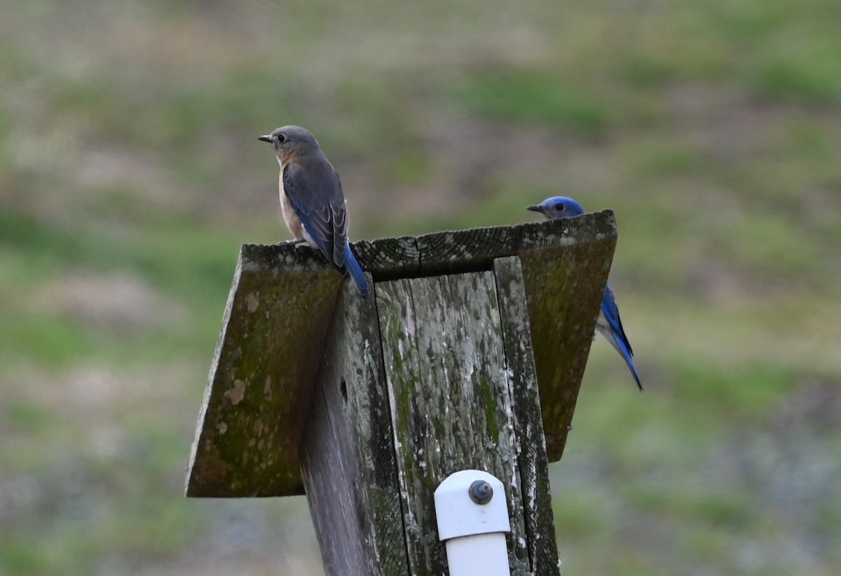 Eastern Bluebird - ML632088595