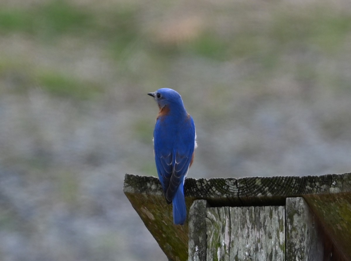 Eastern Bluebird - ML632088600