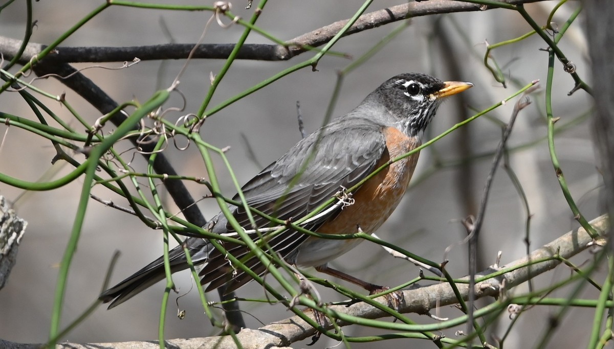 American Robin - ML632088607