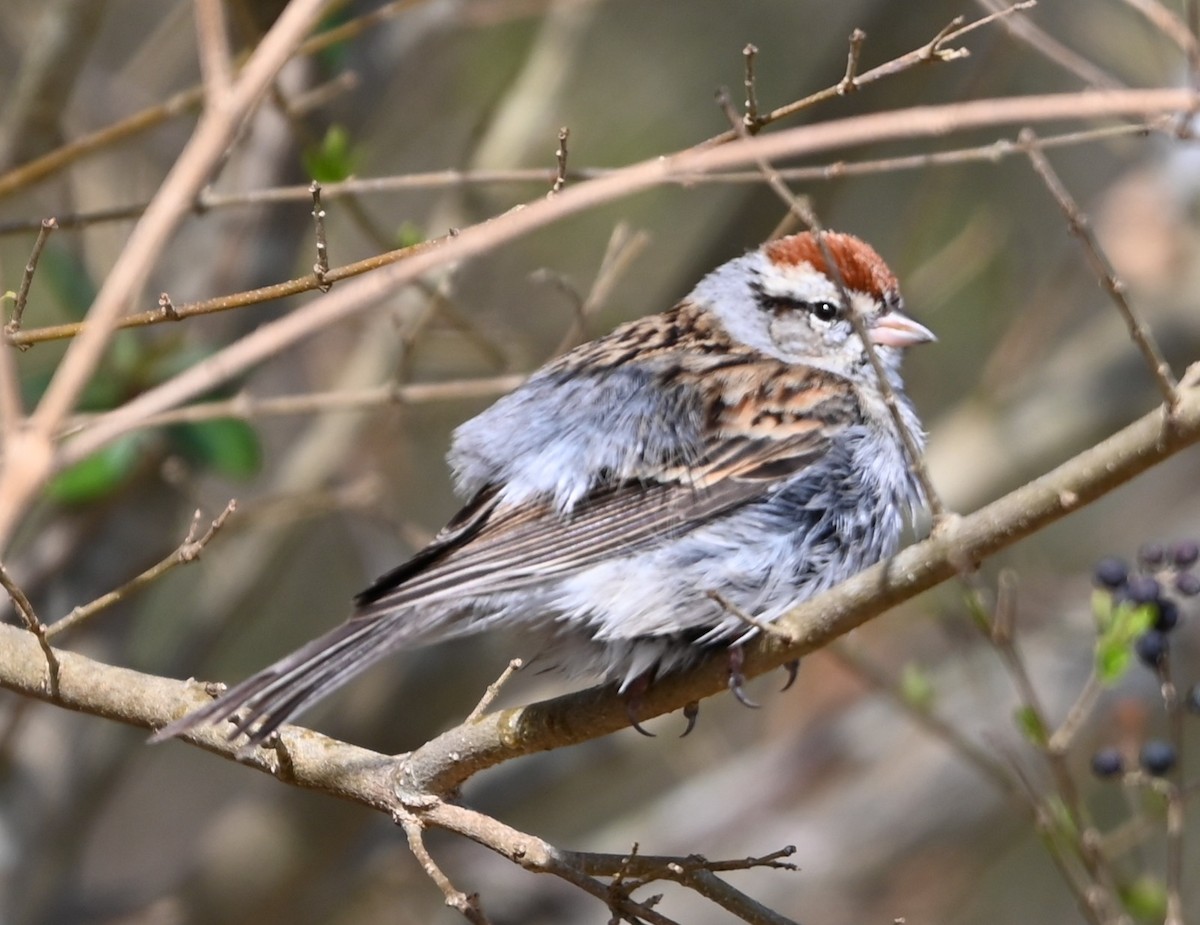 Chipping Sparrow - ML632088608