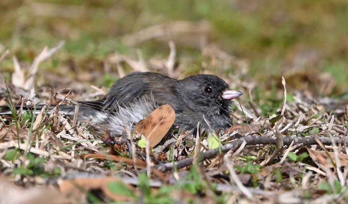 Dark-eyed Junco - ML632088618