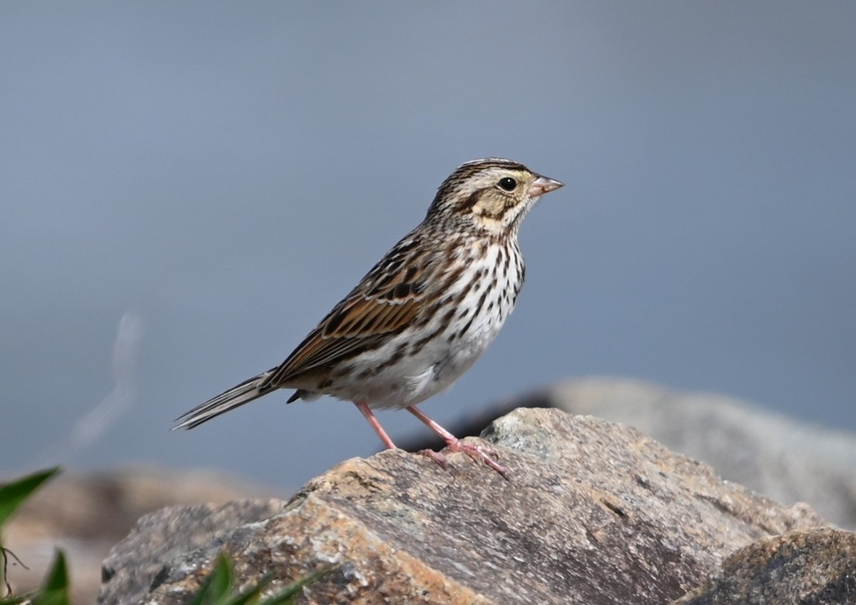 Savannah Sparrow - ML632088624