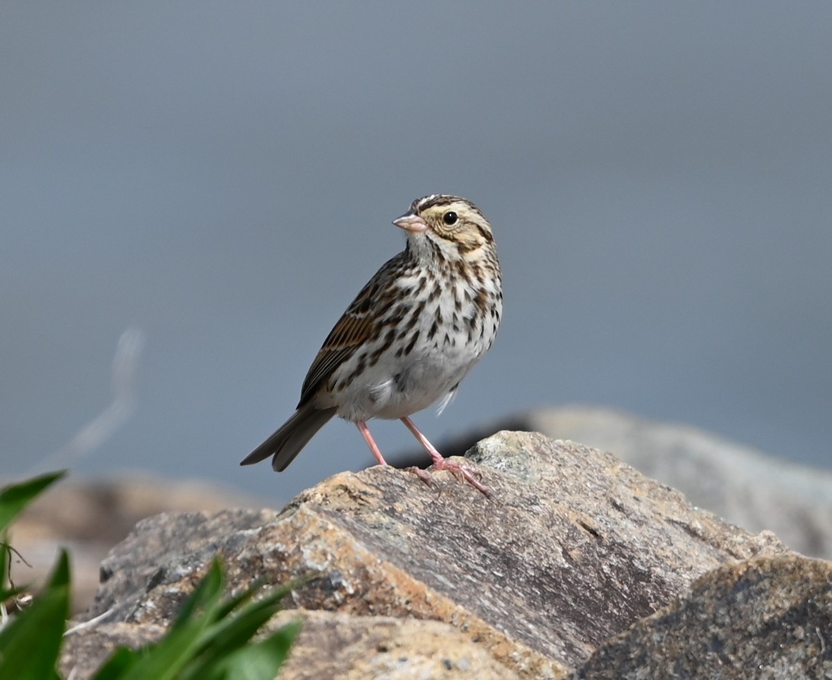 Savannah Sparrow - ML632088629