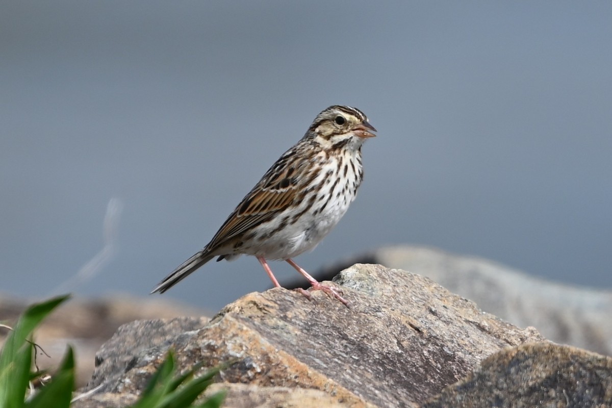 Savannah Sparrow - ML632088633