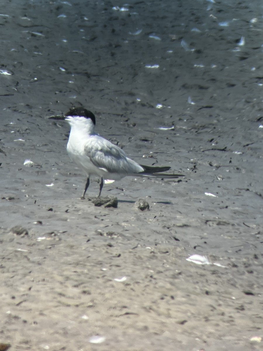 Gull-billed Tern - ML632088643
