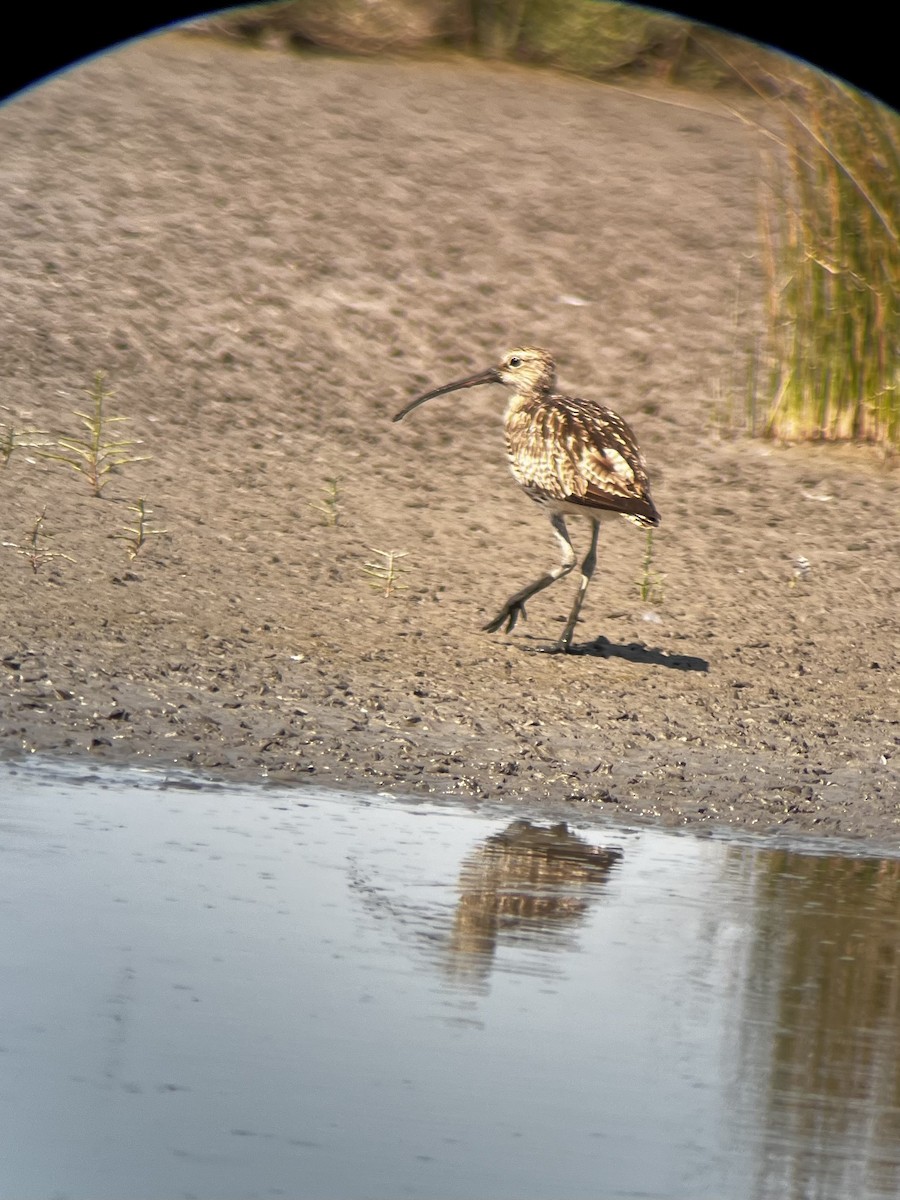 Eurasian Curlew - ML632088671
