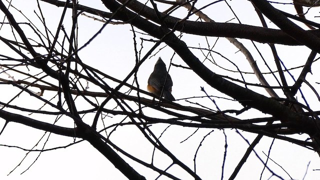 Tufted Titmouse - ML632088680