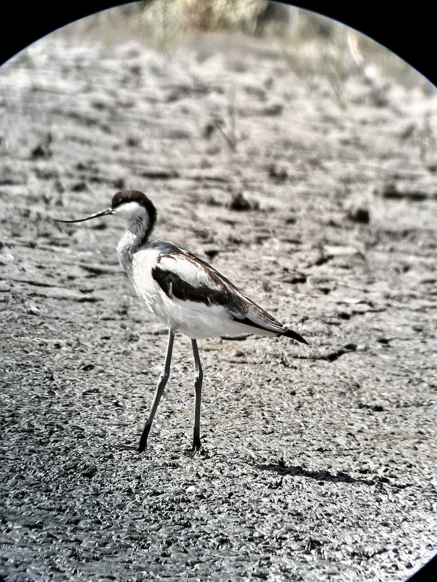 Pied Avocet - ML632088702