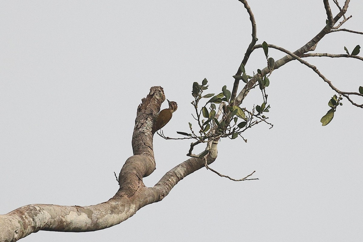 Melancholy Woodpecker - ML632088706