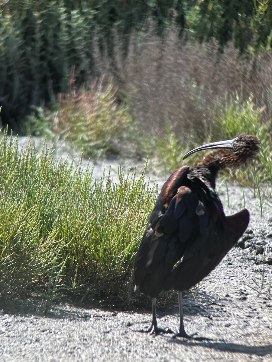 Glossy Ibis - ML632088707