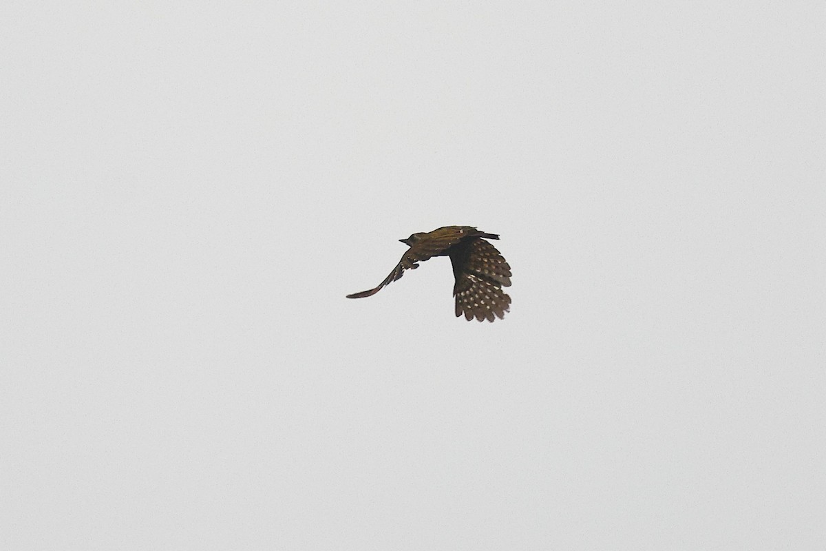 Melancholy Woodpecker - ML632088708