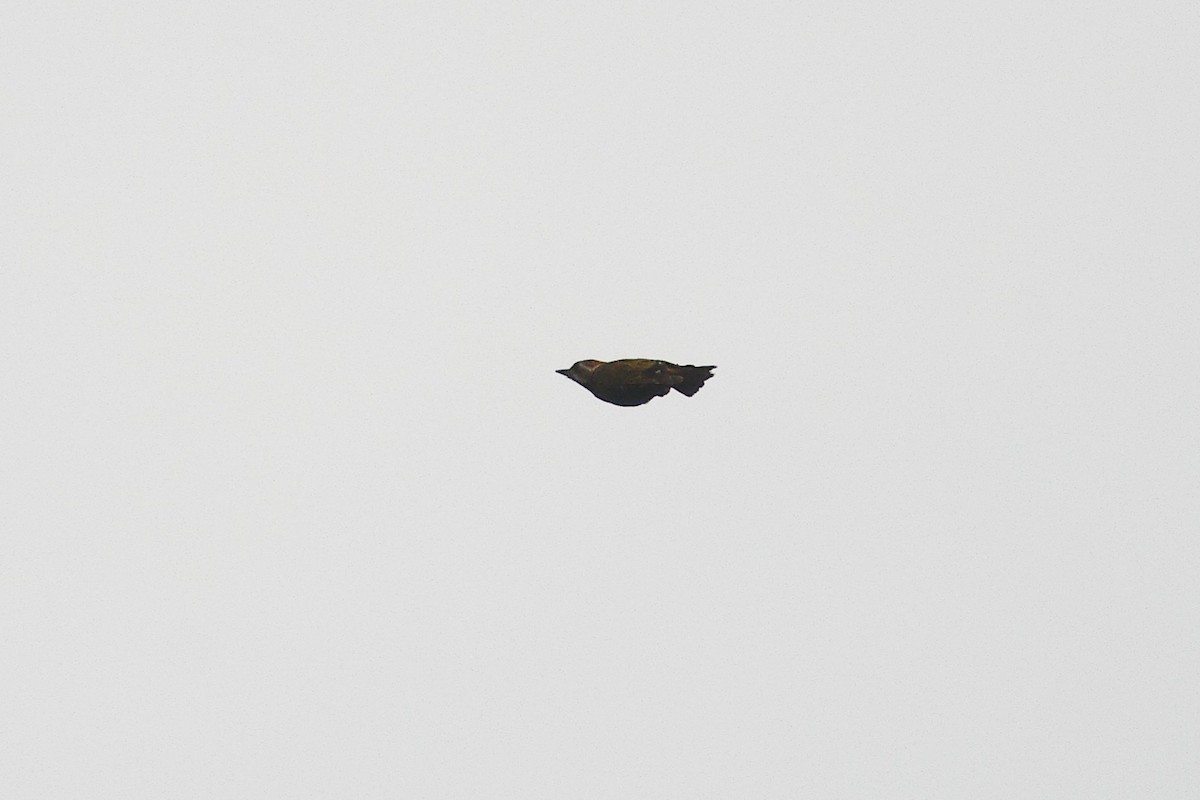Melancholy Woodpecker - ML632088709