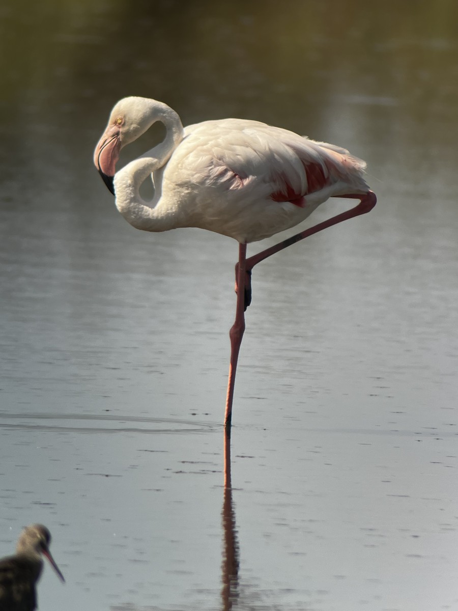 Greater Flamingo - ML632088713