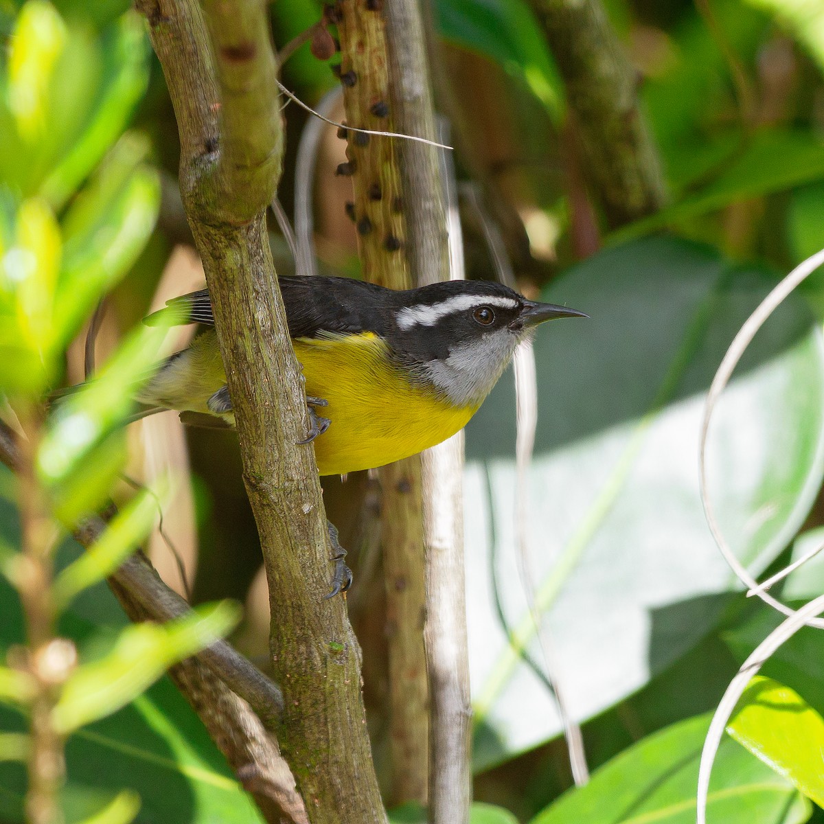 Bananaquit - ML632088720