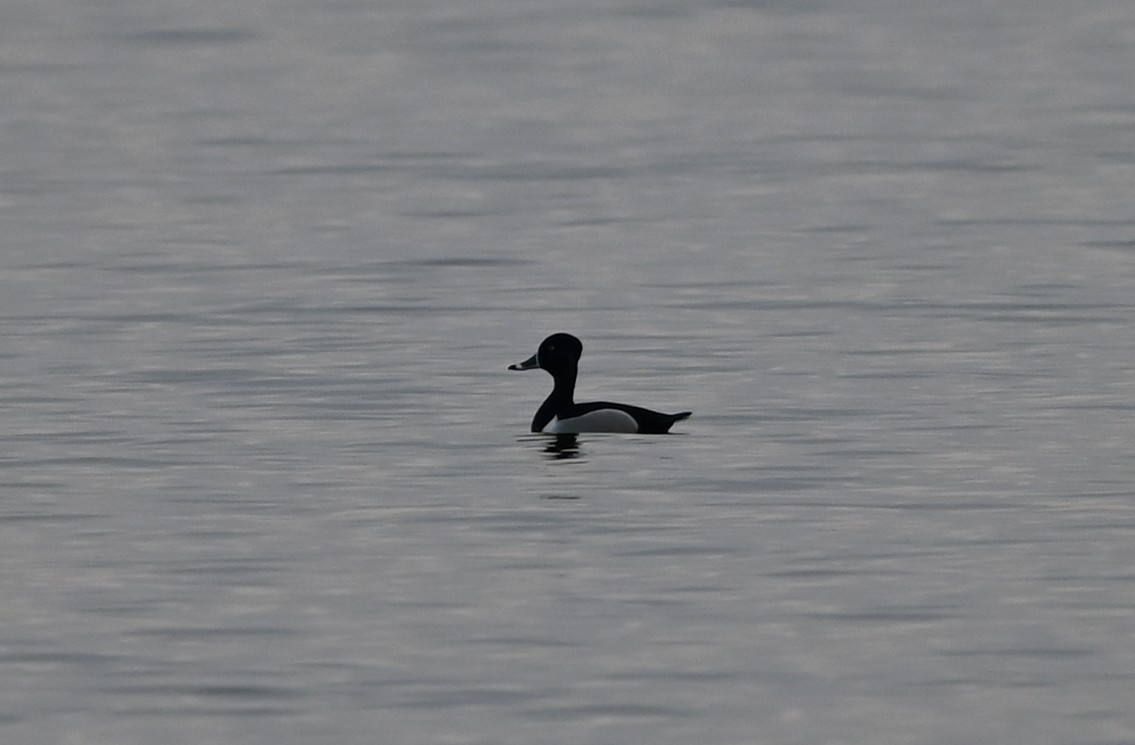 Ring-necked Duck - ML632088740