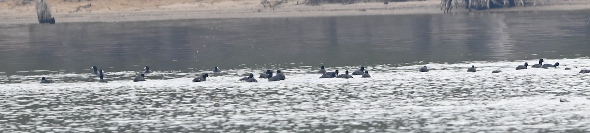 American Coot - ML632088754