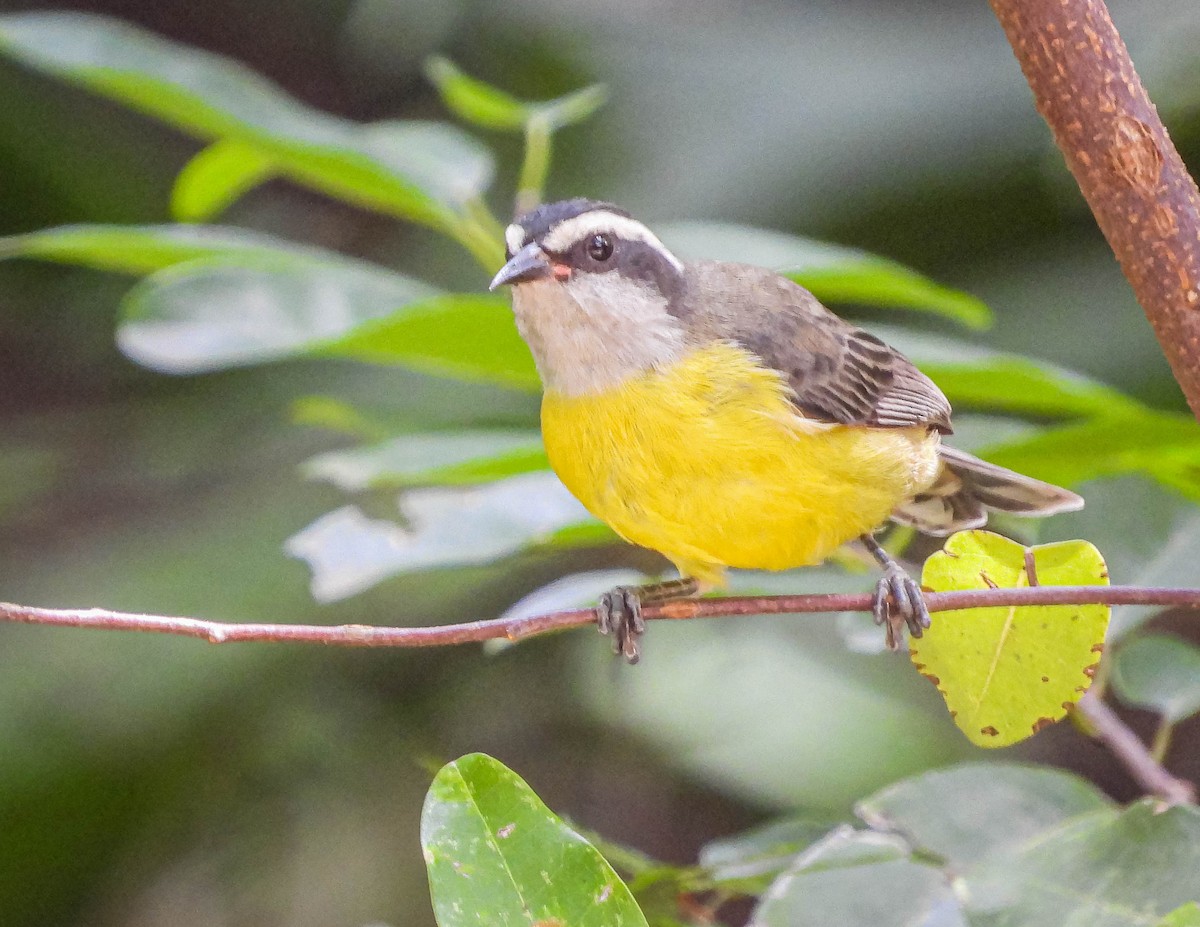 Bananaquit - ML632088761