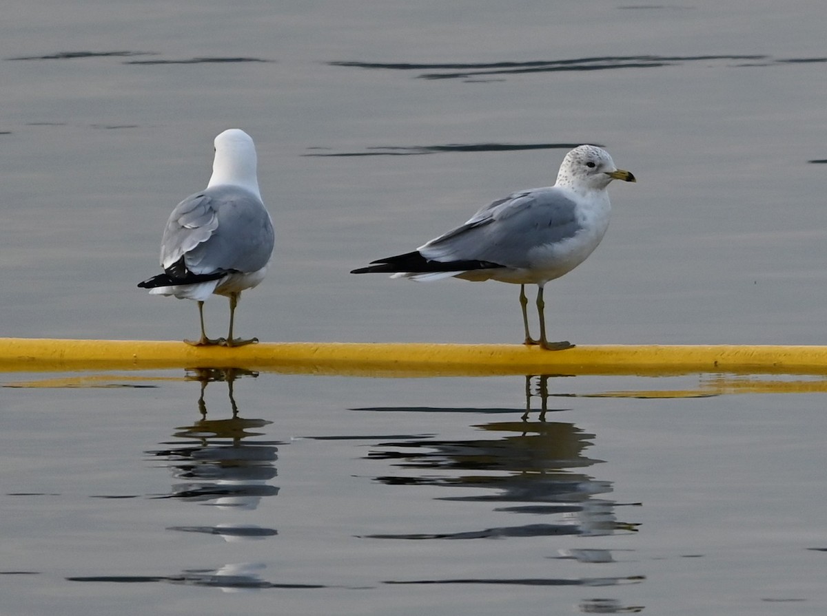 Ring-billed Gull - ML632088766