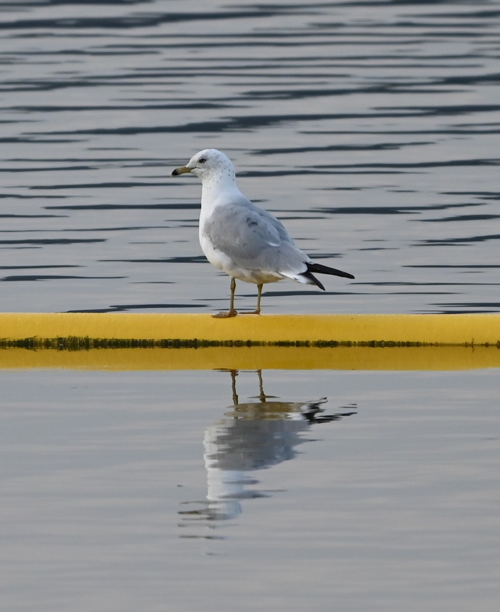 Ring-billed Gull - ML632088781
