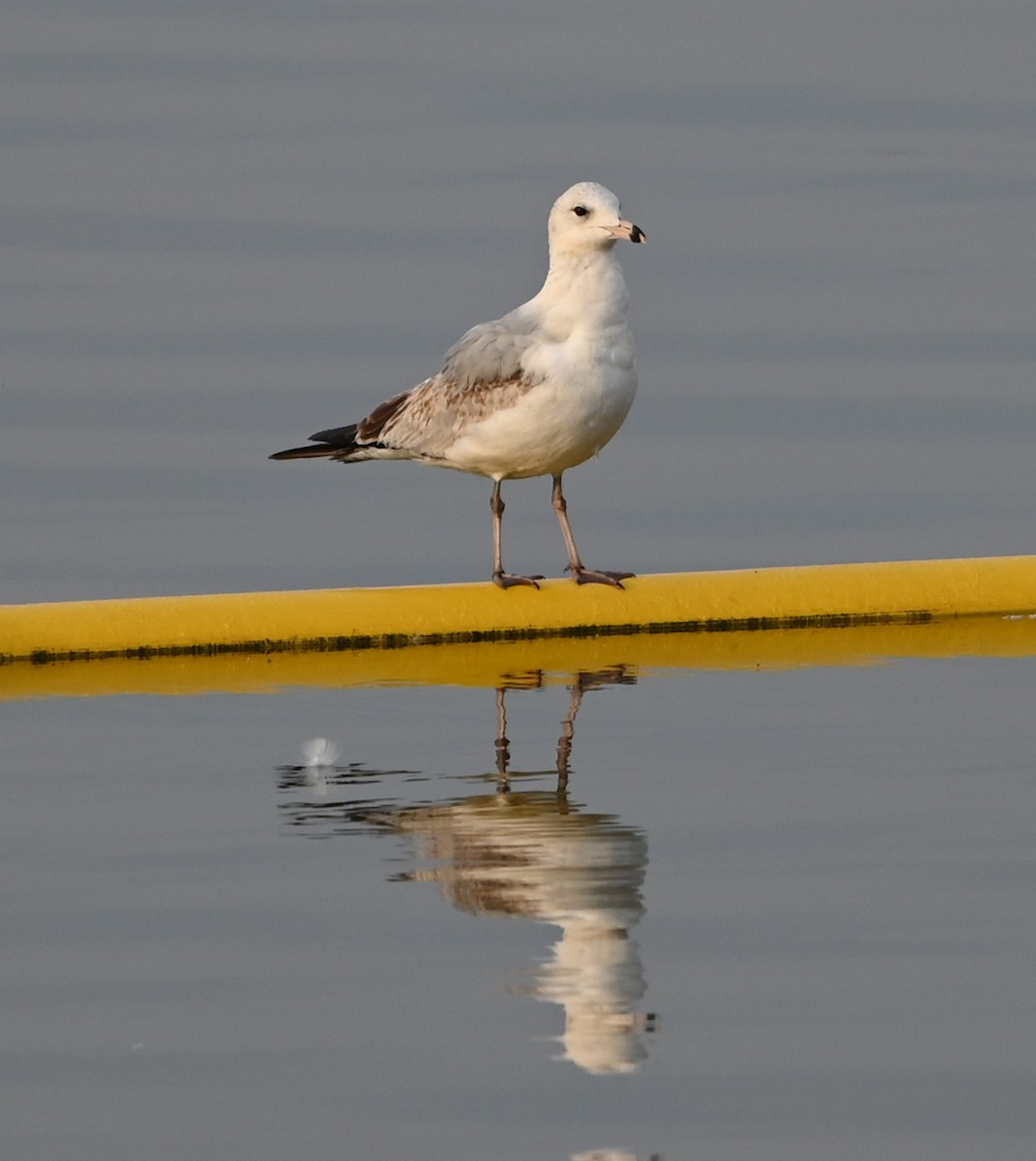 Ring-billed Gull - ML632088787