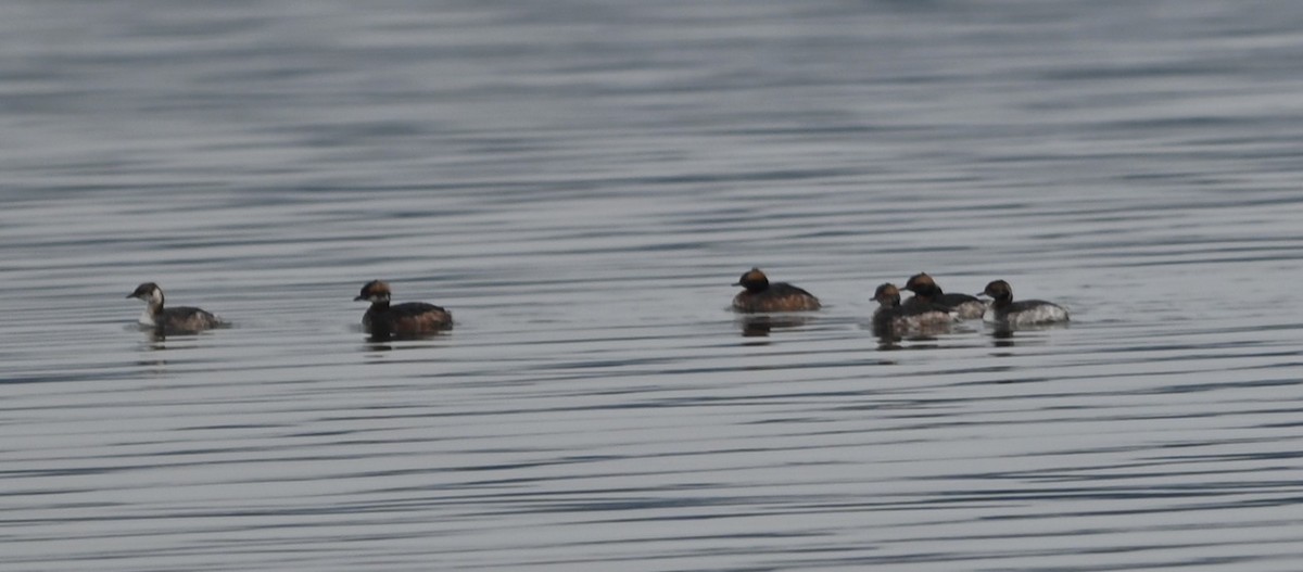 Horned Grebe - ML632088805