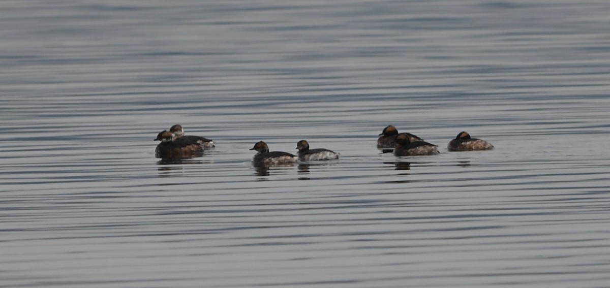 Horned Grebe - ML632088811