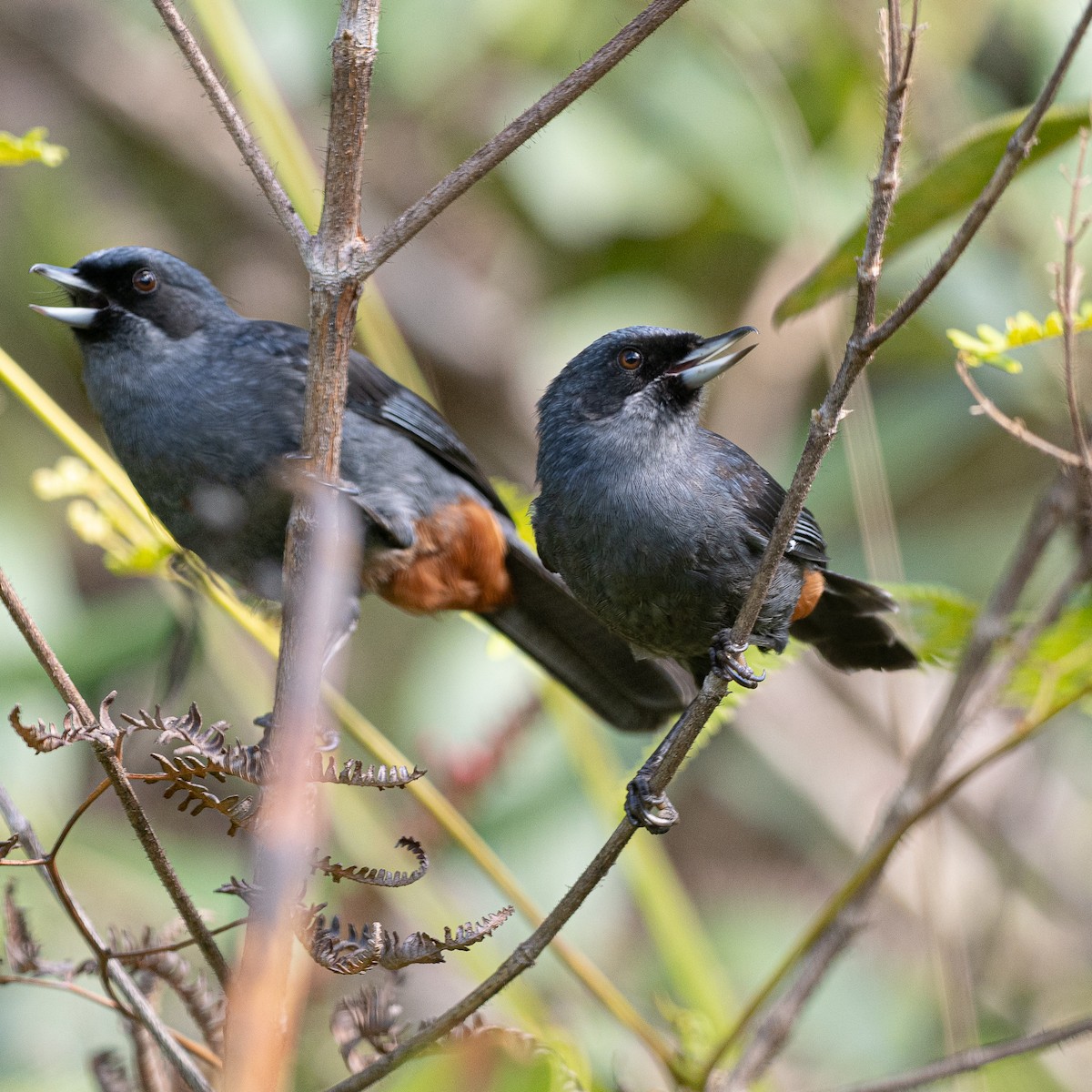Greater Flowerpiercer - ML632088834