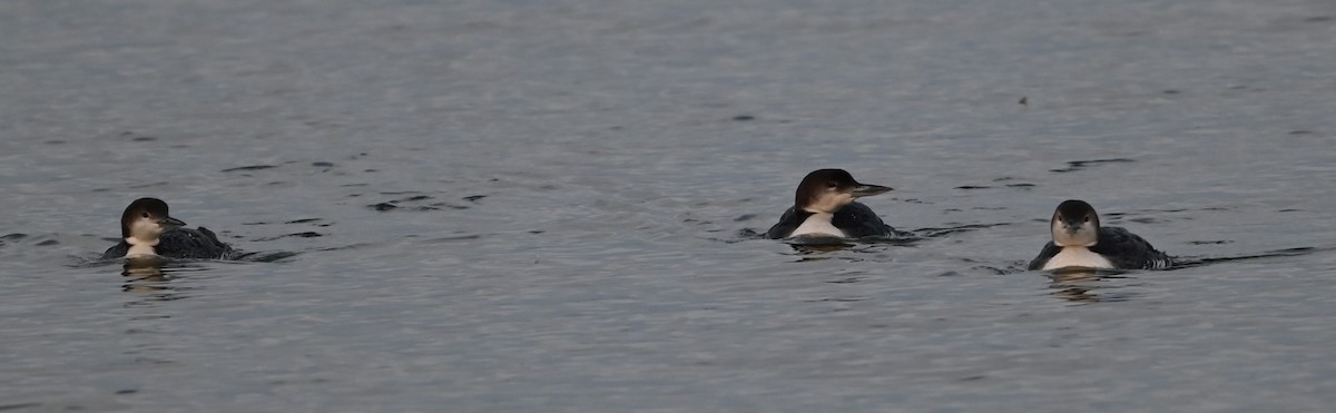Common Loon - ML632088836