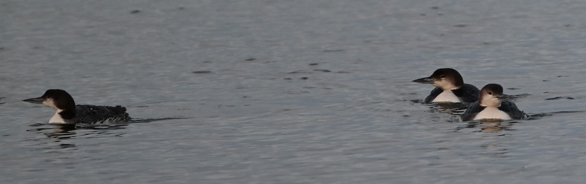Common Loon - ML632088845