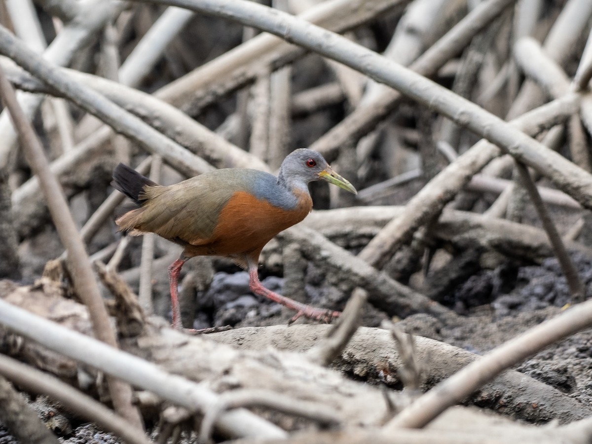 Little Wood-Rail - ML632088864