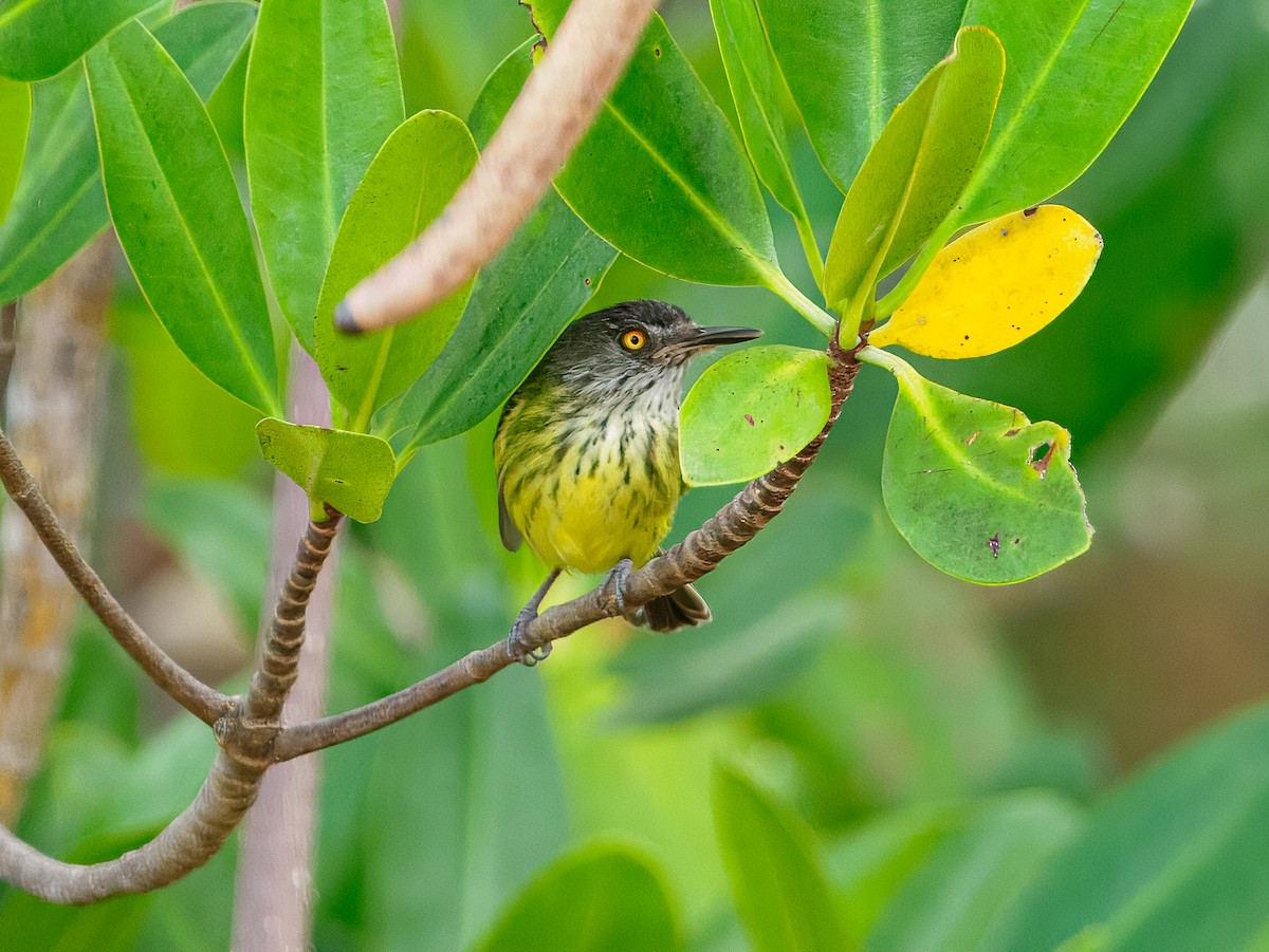 Spotted Tody-Flycatcher - ML632088866