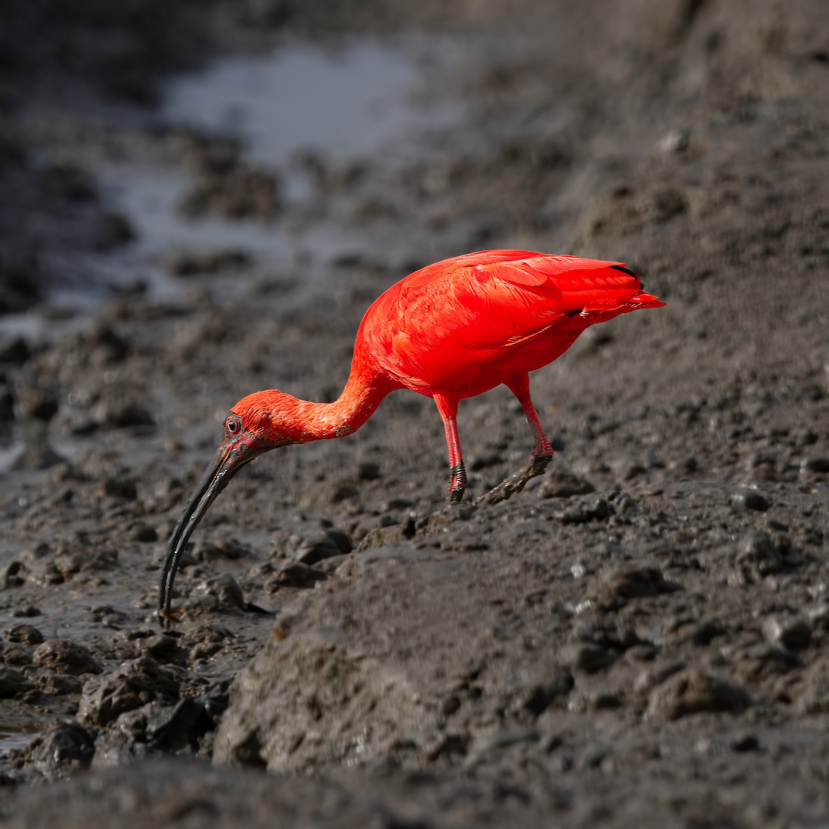 Scarlet Ibis - ML632088870
