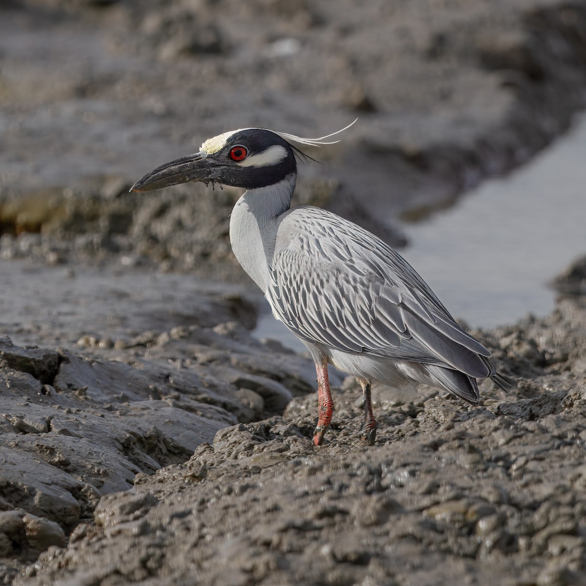 Yellow-crowned Night Heron - ML632088872