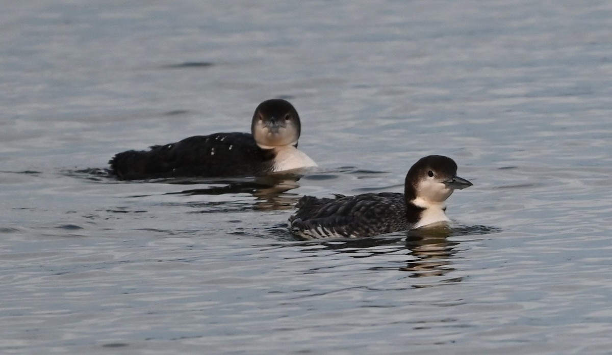Common Loon - ML632088876
