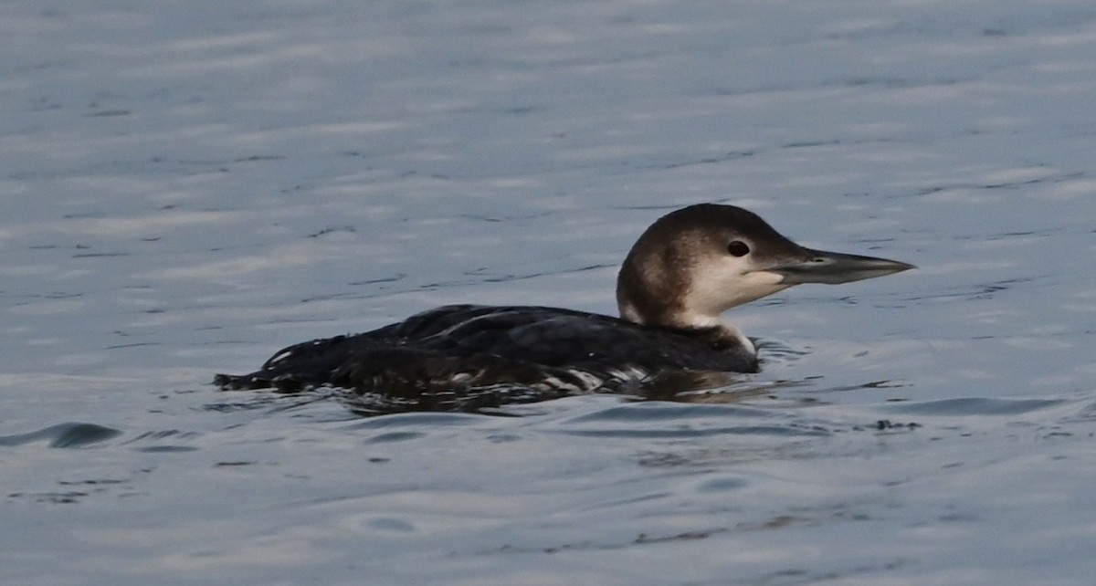 Common Loon - ML632088881
