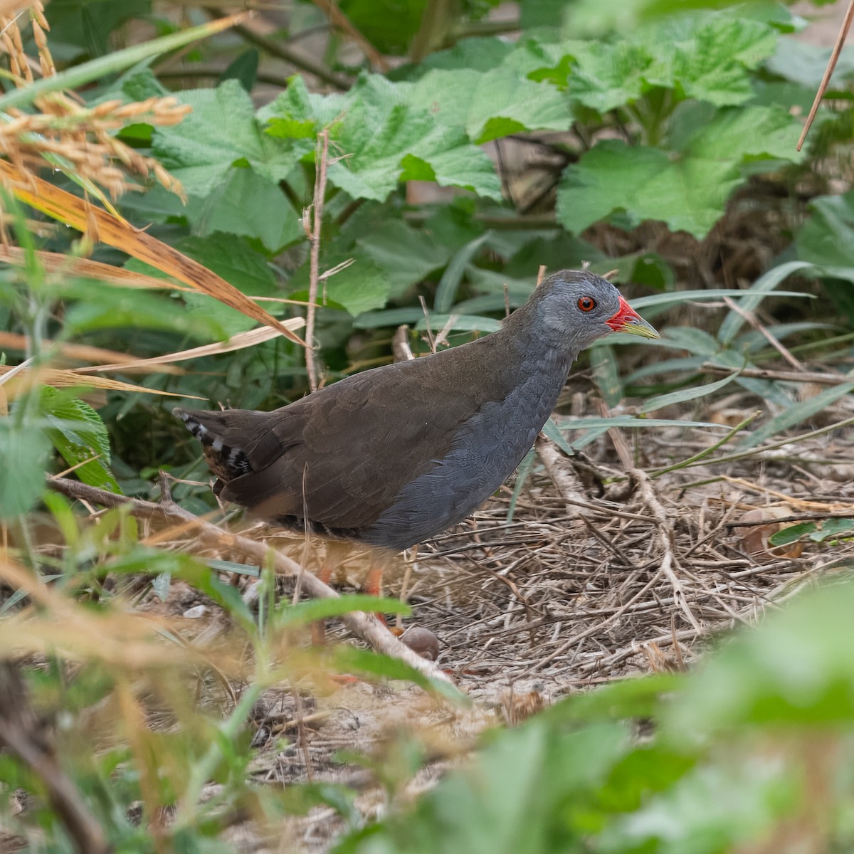 Paint-billed Crake - ML632088888